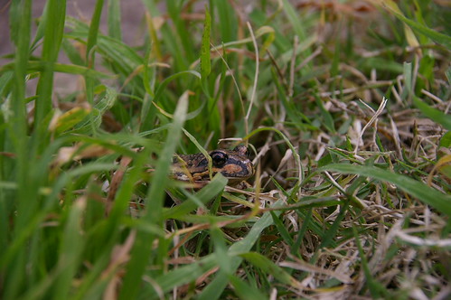 Froggy Visitor